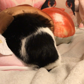 すたんばい、おっけぇの画像