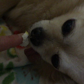 愛しい小太朗の画像