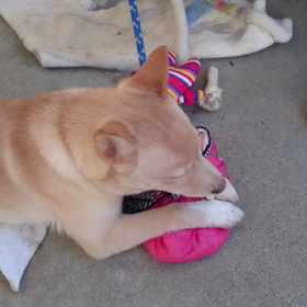 増えてくおもちゃの画像