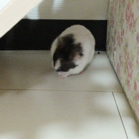 小さなハムスターの尿検査その2の画像