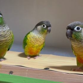 明けましておめでとうございます。の画像