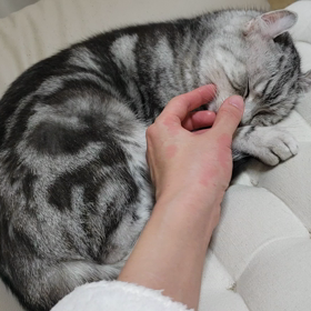 起きにゃいの画像