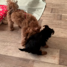 光ちゃんが来てからのhanaファミリーの画像