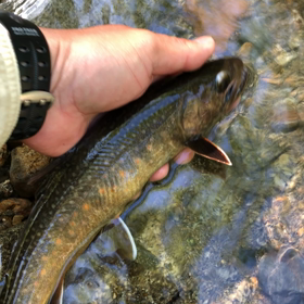 岩魚リリースの画像