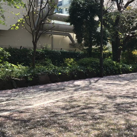 東工大の桜の画像