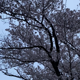 桜のトンネル2021の画像