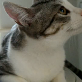 ブルブルマシーンの画像