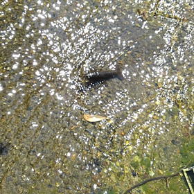 ザリガニと遭遇の画像