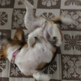 ウシッシッシ！の画像