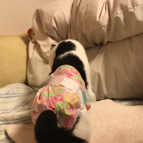 ガサゴソ…執事の布団の画像