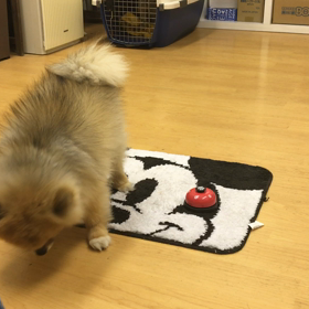 鳴ったよね？の画像