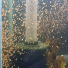 ミジンコのお世話の画像