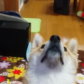 ぽちくん　その3の画像