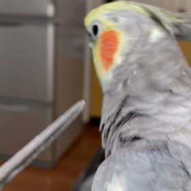 音痴さんの画像