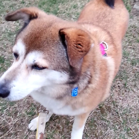 よしよしされてますの画像