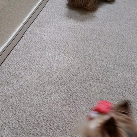 対照的なライムとポンム！の画像