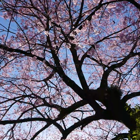 私の住んでいる所でも早い桜が満開になりました‼️の画像