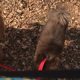 ♪お散歩動画♪代々木公園♪の画像