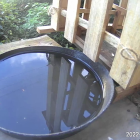 すぎぴたんの事件簿シーズン3　14話（ずっこけシジュウカラ！）の画像