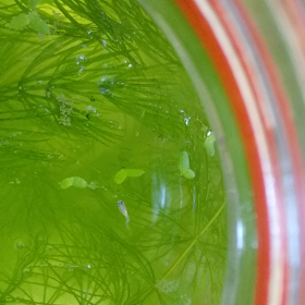 焼きそばはソース派？塩派？ メダカの動画を追加しましたの画像