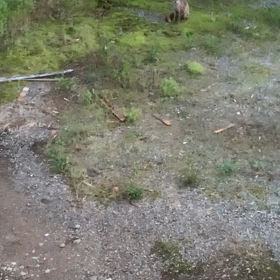 キツネさん⁇の画像