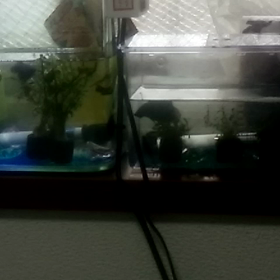 今日は老後の日　今日のあれこれの画像