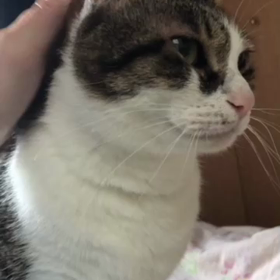 孫がいると…デールのチラ見動画。の画像