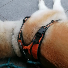 朝はまだまだ肌寒い。半袖ては少し寒いくらい。未来丸は散歩ヤル気無し‼️ゴロ寝大好き❤️。相変わらの画像