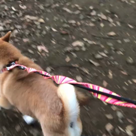 ♪お散歩動画♪代々木公園♪の画像