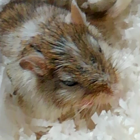 すいません。の画像