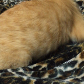 ▶︎おちゃめVSネズミの画像