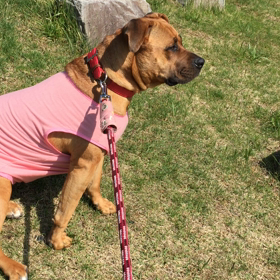 アスファルトが熱いのでの画像