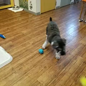 まめたくん！の画像