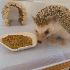 フカフカのお砂での画像