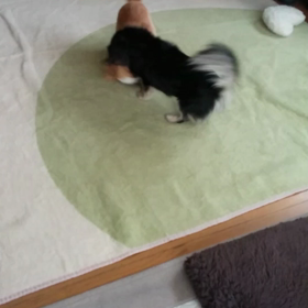 朝からワンプロの画像