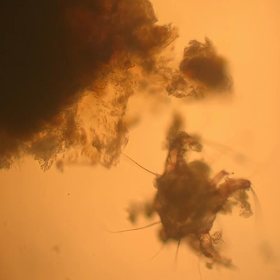 猫の耳ダニの画像