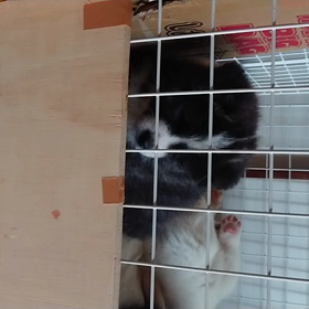 今年もよろしくお願いしますの画像