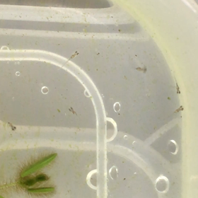 白い針子 黒い針子の画像