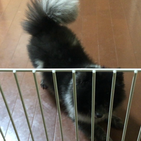 インフルエンザにてお休みの画像