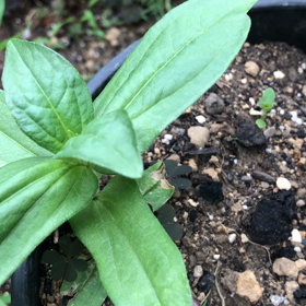 コスモスたち。の画像