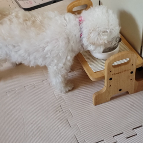 一時的に体調を崩したモコの画像