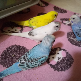 うちのインコ達です(*^^*)の画像