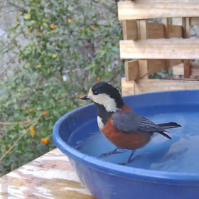 すぎぴたんの事件簿シーズン3　180話（ながーーーーーーーい、水浴び）の画像