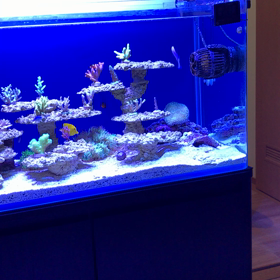 お魚さん達の近況の画像