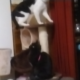 ニャンコ！！登って持ってこい！！の画像