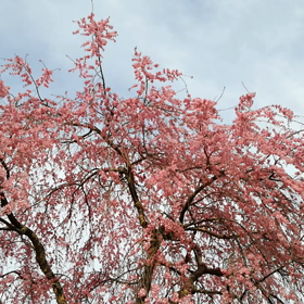 ♡ サクラを愛でる…河口湖畔№➊の画像