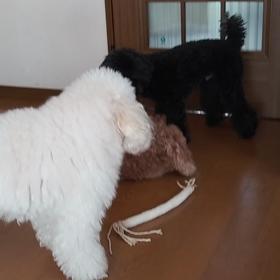 嫌われてるむぎの画像