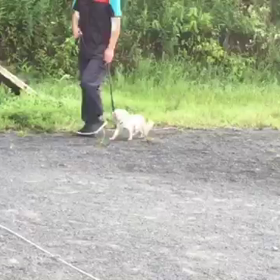 小さな身体で頑張ってますの画像