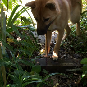 シャワーガールの画像