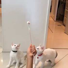 里親様募集中の兄妹の画像